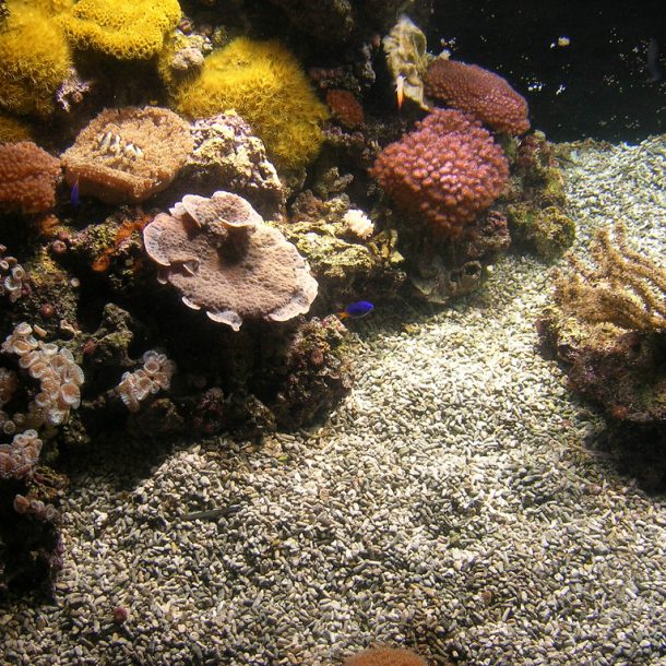 Aquarium Mondo Marino