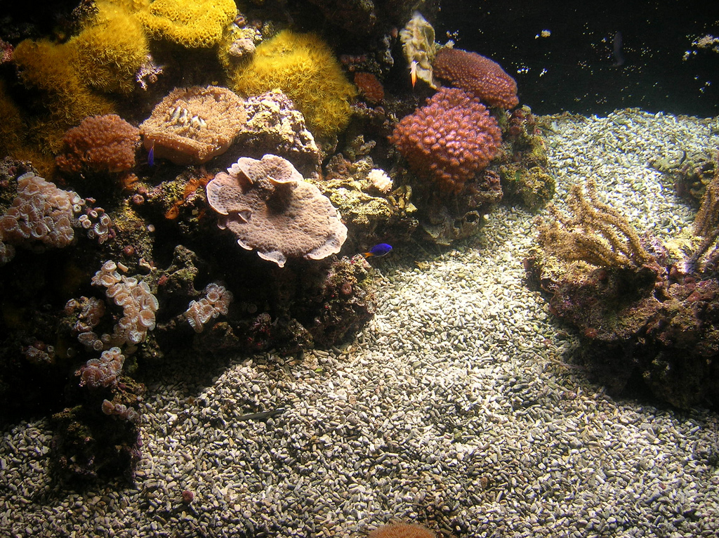 Aquarium Mondo Marino